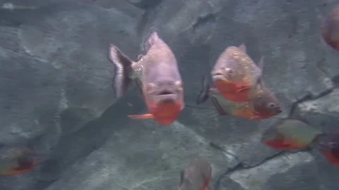Predatory freshwater piranha fish that live in rivers and fresh water bodies  Stock Footage