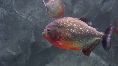 Predatory freshwater piranha fish that live in rivers and fresh water bodies  Stock Footage