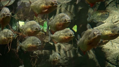 Predatory freshwater piranha fish that live in rivers and fresh water bodies  Stock Footage