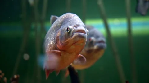 Predatory freshwater piranha fish that live in rivers and fresh water bodies  Stock Footage