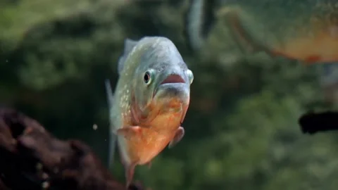 Predatory freshwater piranha fish that live in rivers and fresh water bodies  Stock Footage