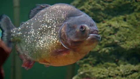 Predatory freshwater piranha fish that live in rivers and fresh water bodies  Stock Footage
