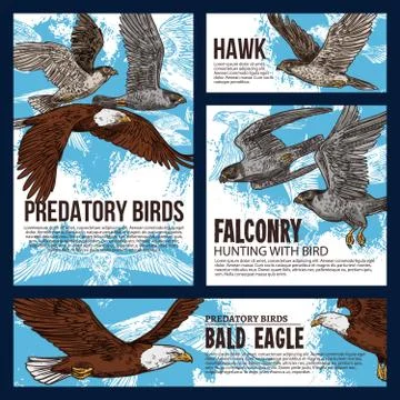 Predatory hawk and eagle birds, falconry hunting Stock Illustration