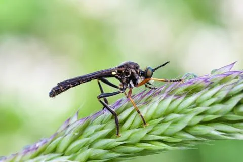 The predatory hawk fly on grass in the early morning Stock Photos