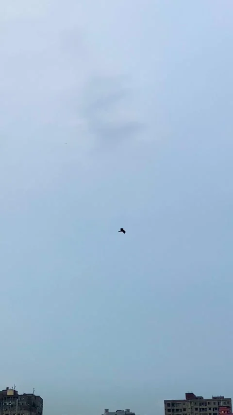 Predatory hawk soaring high above the dense city while searching prey in dhaka Vídeo Stock 331791668