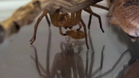 Predatory Huntsman Spider Securing Freshly Captured Insect Prey 库存影片 336650418