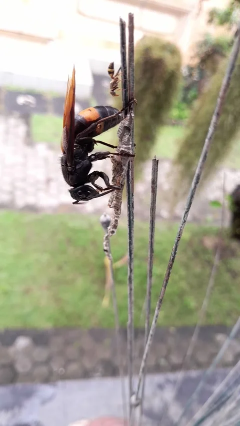 Predatory insect behavior and natural aggression. Stock Footage 322088087