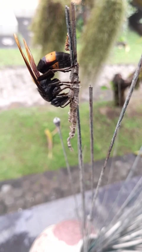 Predatory insect behavior and natural aggression. Stock Footage 322088089