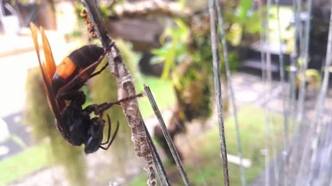 Predatory insect behavior and natural aggression. Stock Footage 322088090