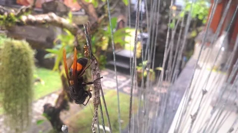 Predatory insect behavior and natural aggression. Stock Footage 322088117
