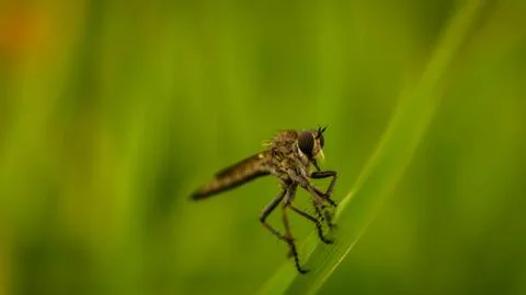 Predatory insect sitting on the grass, summer Stock Photos