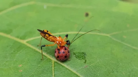 Predatory insects Stock Footage 276363236