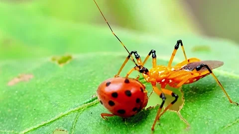 Predatory insects Stock Footage 276612537