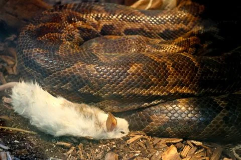Predatory Instincts: Coiled Python Engaging Prey in Natural Habitat 库存照片