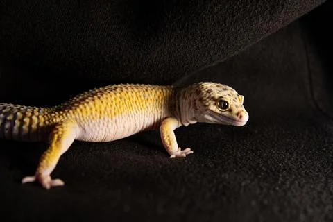 Predatory look of eublephar gecko, macro photo close up of the animal Stock-Fotos