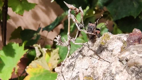 Predatory Macro World: Mantis Hunt and Fly's Last Moments Stock Footage 254799552