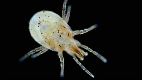 Predatory mite (acari) Hypoaspis miles under a microscope, Laelapidae family Stock-Footage 238057900