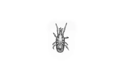 Predatory mite (acari) order Mesostigmata under a microscope, possibly of the Foto stock