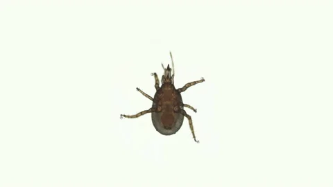 Predatory mite Macrocheles robustulus under a microscope, family Macrochelidae Stock Footage 154788632