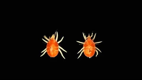 Predatory mite under microscope, Bdellidae family, Prostigmata order Stock Footage 133123058