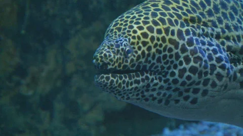 Predatory moray Stock Footage 30455211