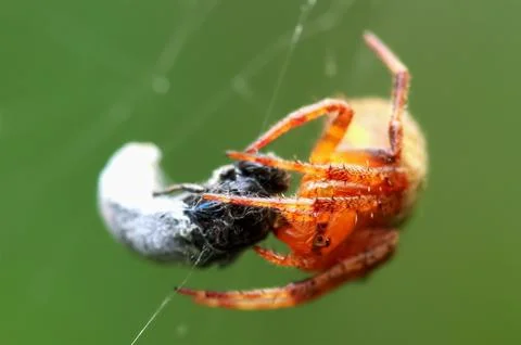 A predatory orange spider feasts on its prey in Wulai, Taiwan. Stock-Fotos