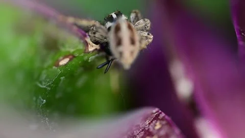 Predatory pantropical jumping spider carrying prey across ornamental purple Video stock 336431410