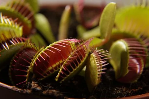 Predatory plant Dionea Venus flytrap close-up Foto stock