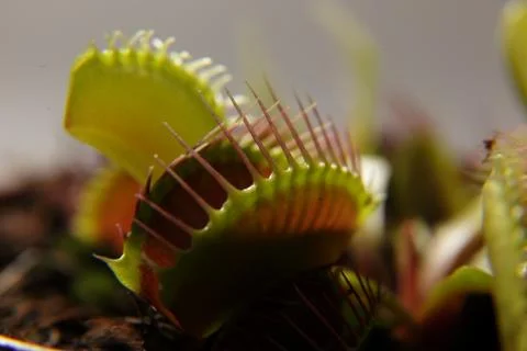 Predatory plant Dionea Venus flytrap close-up Stock Photos