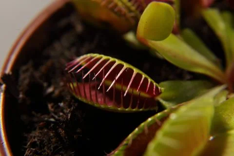 Predatory plant Dionea Venus flytrap close-up Stock Photos