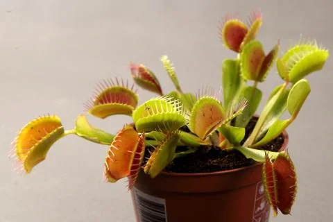 Predatory plant Dionea Venus flytrap close-up Stock Photos