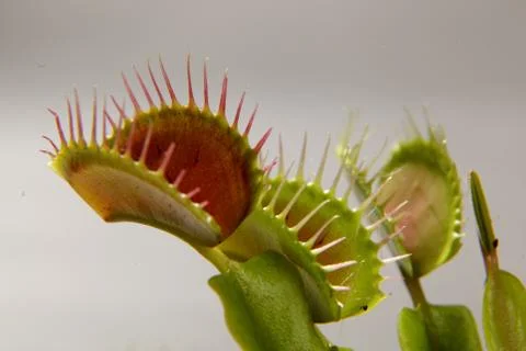 Predatory plant Dionea Venus flytrap close-up Stock Photos