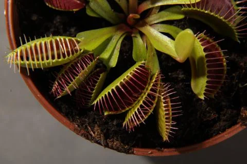 Predatory plant Dionea Venus flytrap close-up Stock Photos