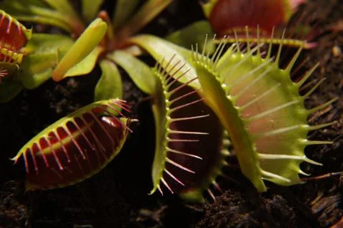 Predatory plant Dionea Venus flytrap close-up Stock Photos