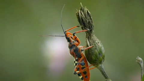 Predatory Red Assassin Bug on a dry flower. Stock Footage 231722511