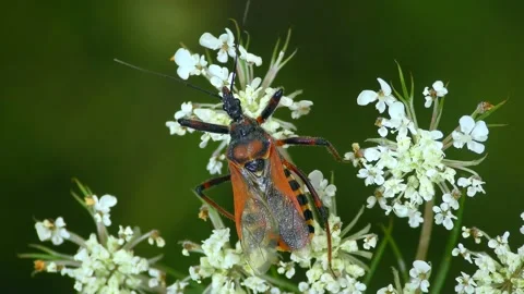 Predatory Red Assassin Bug on white flowers. Stock Footage 163423411