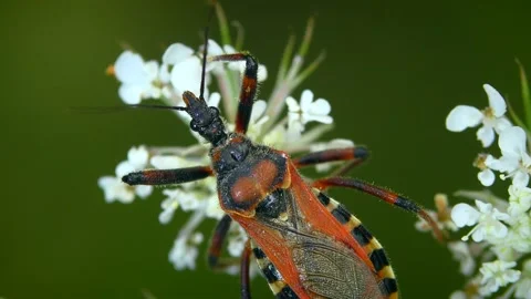 Predatory Red Assassin Bug on white flower. Stock Footage 170967884