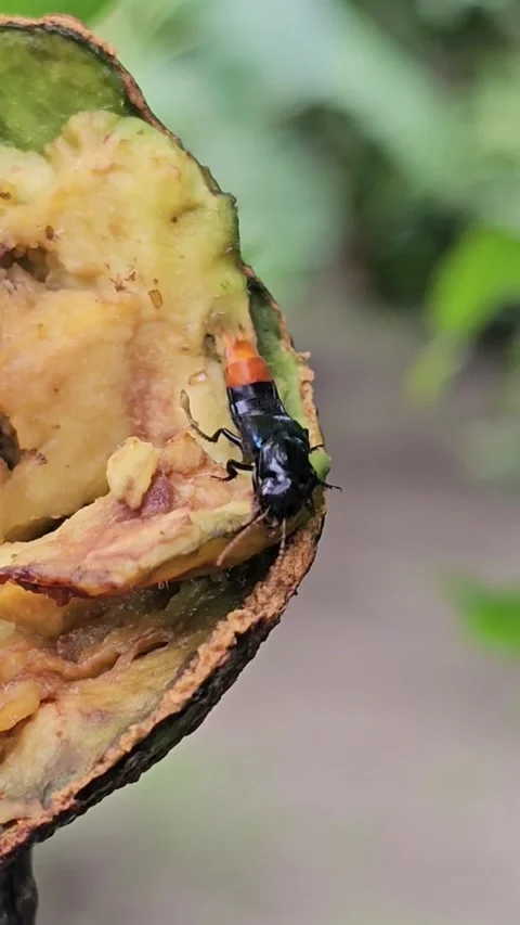 Predatory rove beetle, stingless bees, and fruit flies on avocado sequence Stock Footage 342141756