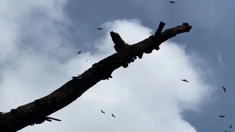 Predatory scavenger birds soaring in the sky over a dead tree branch, looking Stock Footage 340025724