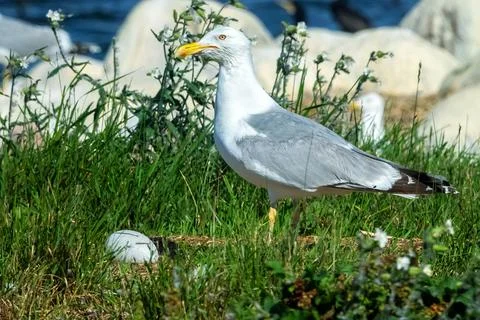 Predatory seagull stands next to lost swan eggs Фото