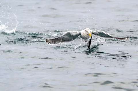 The Predatory Seagulls Stock Photos