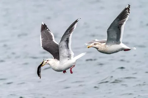 The Predatory Seagulls Stock Photos