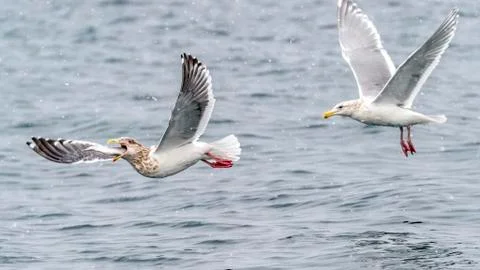 The Predatory Seagulls Stock Photos