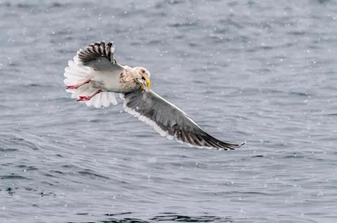 The Predatory Seagulls Stock Photos