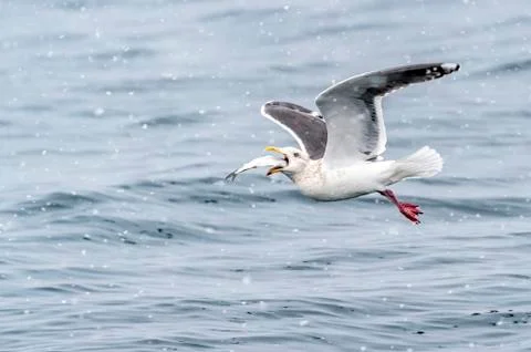 The Predatory Seagulls Stock Photos
