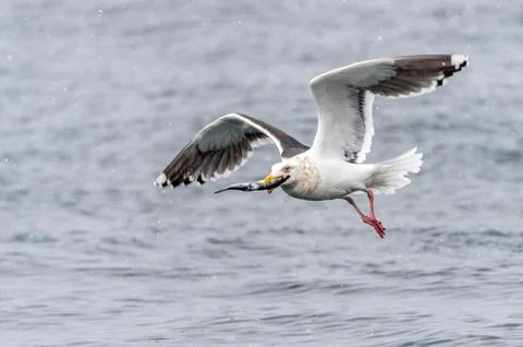 The Predatory Seagulls Stock Photos