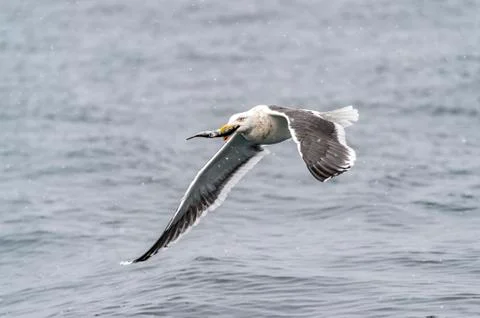 The Predatory Seagulls Stock Photos