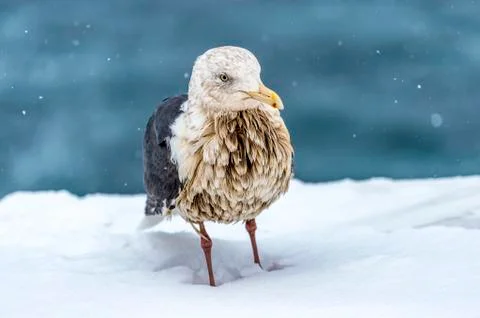 The Predatory Seagulls Stock Photos