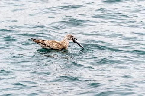 The Predatory Seagulls Stock Photos