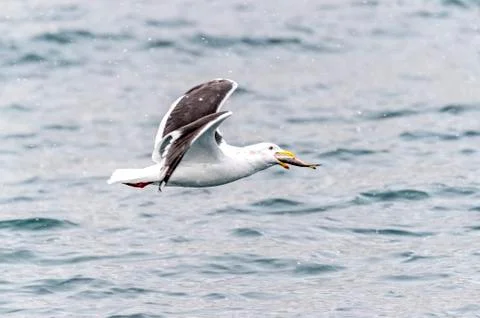 The Predatory Seagulls Stock Photos
